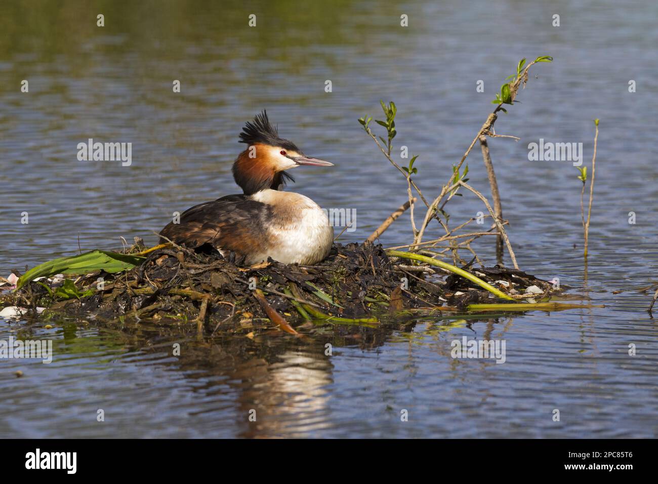 Grand grebe à crête adulte (Podiceps cristatus), assis sur le nid sur la rive de la rivière, Thames, Berkshire, Angleterre, Royaume-Uni Banque D'Images