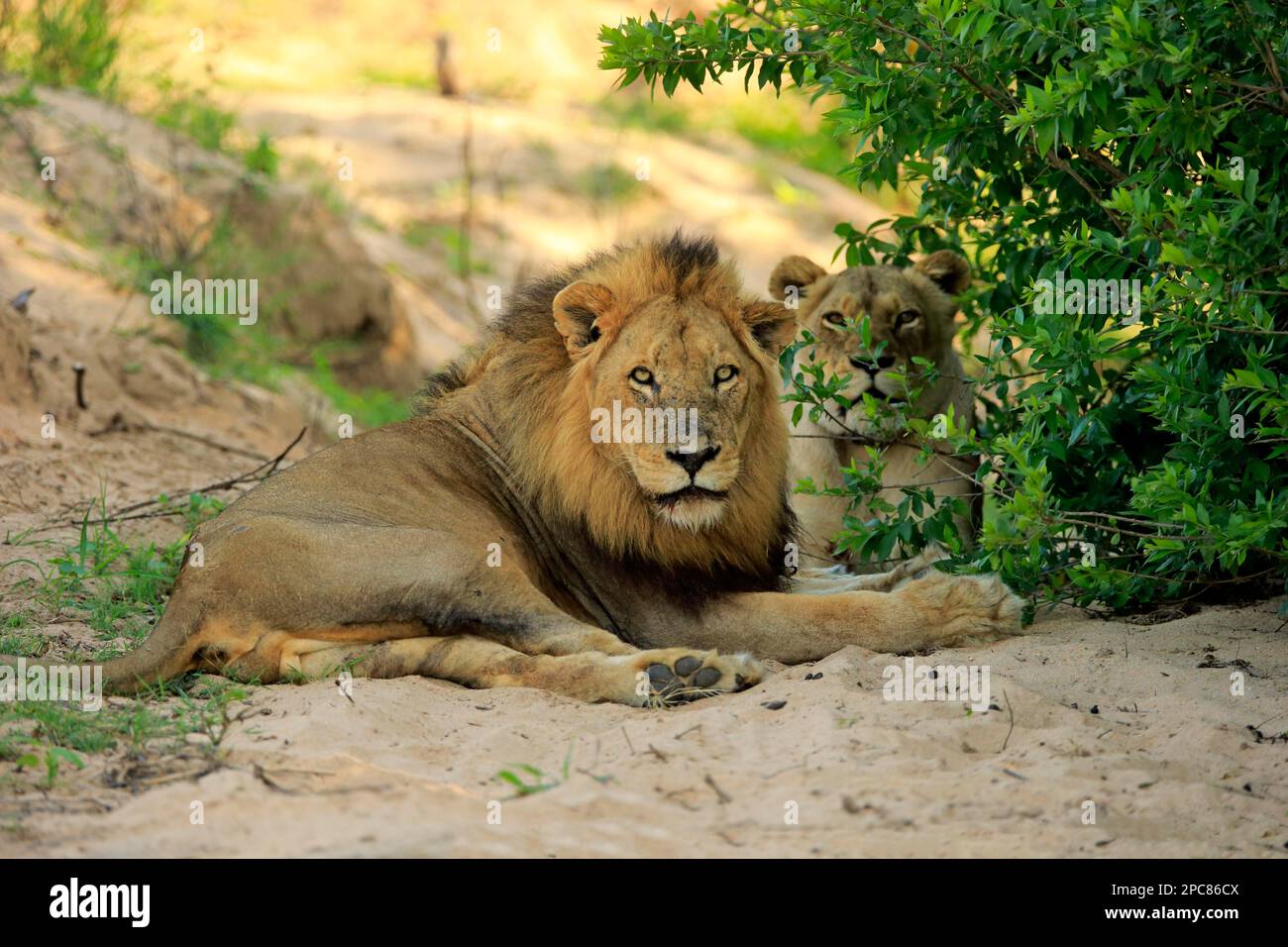 Lion (Panthera leo), paire d'adultes, dans un lit de rivière sec, réserve de sable Sabi, parc national Kruger, Afrique du Sud Banque D'Images