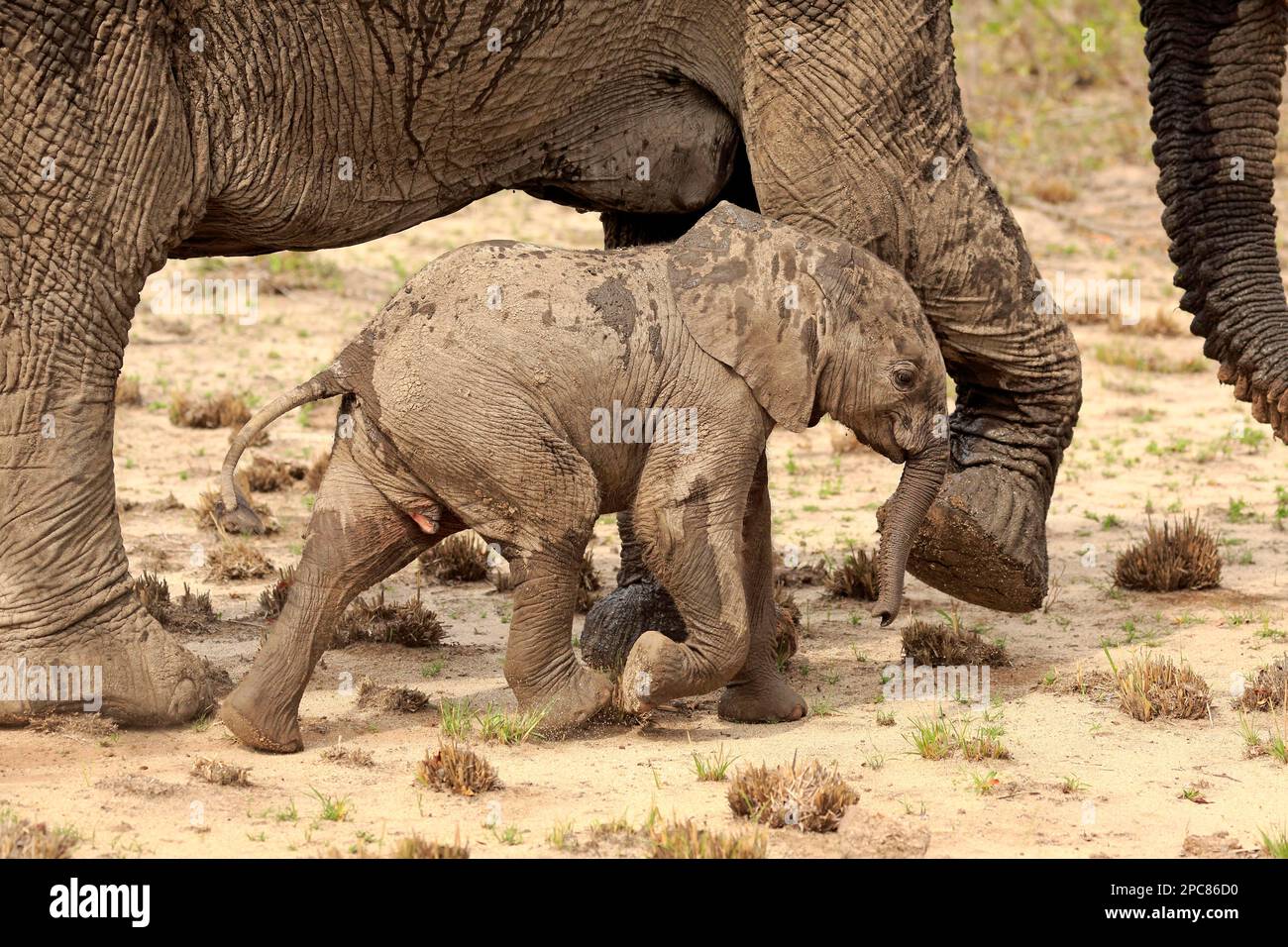 Éléphant d'Afrique (Loxodonta africana), femelle adulte avec jeune, réserve de gibier de sable de Sabi, parc national Kruger, Afrique du Sud, Afrique Banque D'Images