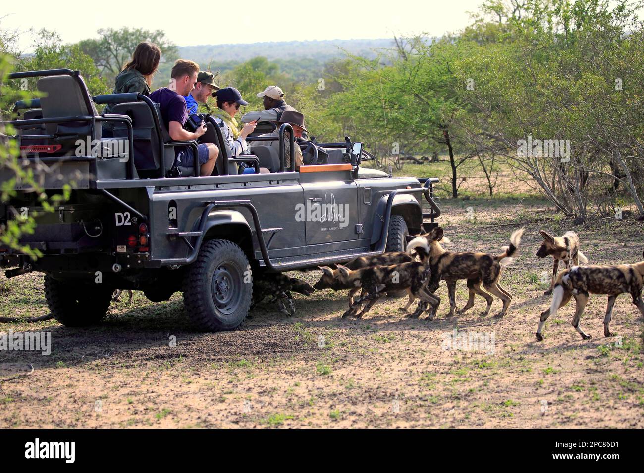 Safari, pack d'observation des chiens sauvages africains (Lycaon pictus), entraînement privé avec les touristes en véhicule Safari, réserve de sable Sabi, Kruger Banque D'Images