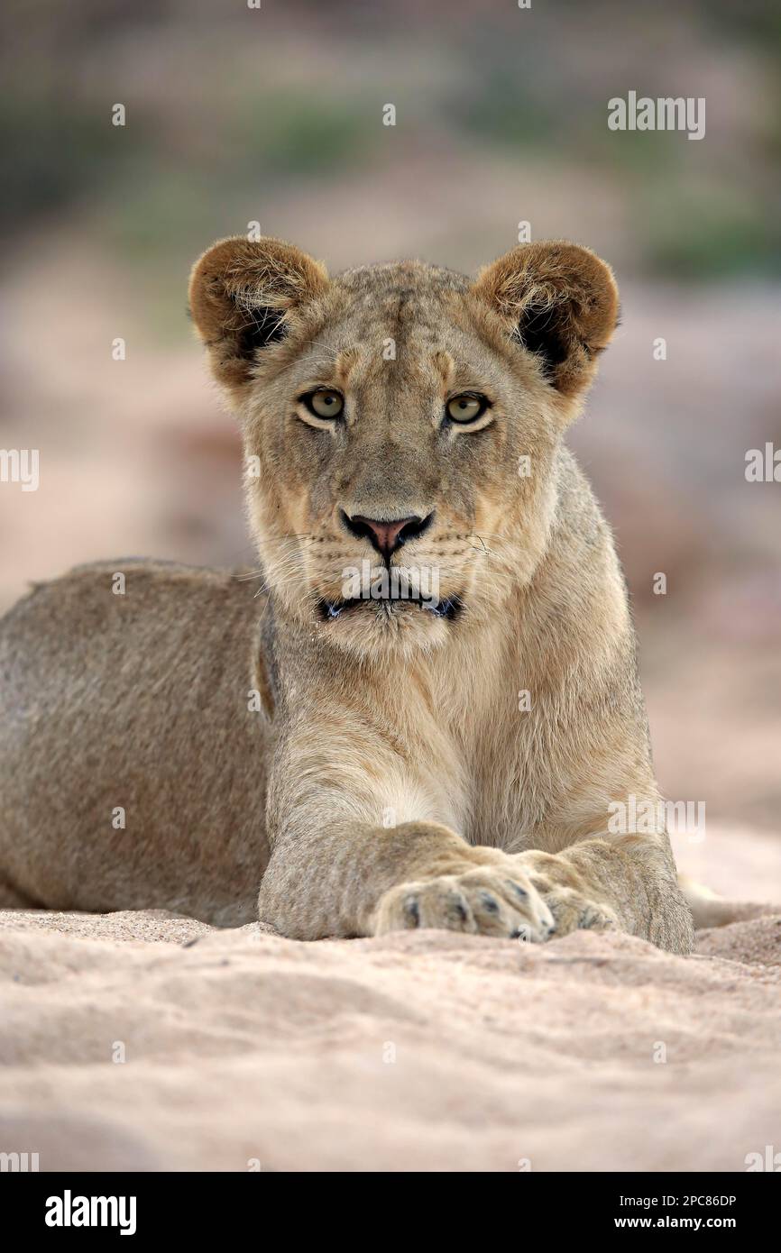 Lion (Panthera leo), femelle adulte dans lit de rivière séché, réserve de sable de Sabi, parc national Kruger, Afrique du Sud, Afrique Banque D'Images
