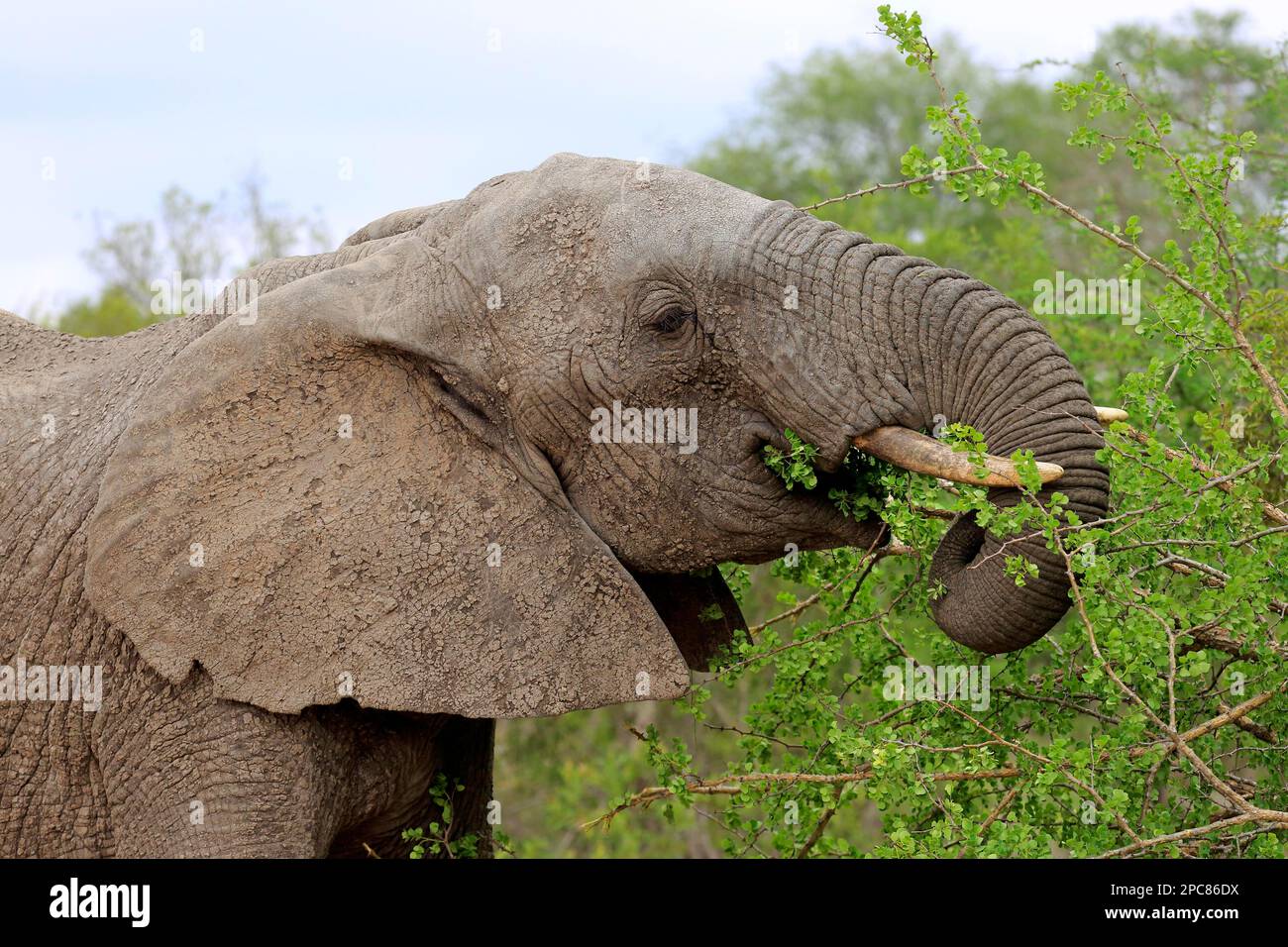 Éléphant d'Afrique (Loxodonta africana), portrait d'alimentation pour adultes, réserve de sable Sabi, parc national Kruger, Afrique du Sud Banque D'Images