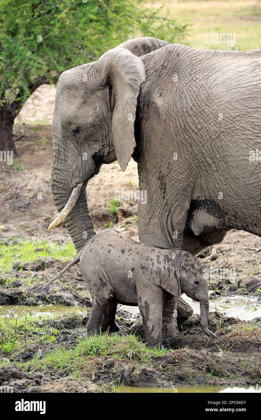 Éléphant d'Afrique (Loxodonta africana), femelle adulte avec une jeune alimentation dans l'eau, réserve de gibier de sable de Sabi, parc national Kruger, Afrique du Sud, Afrique Banque D'Images