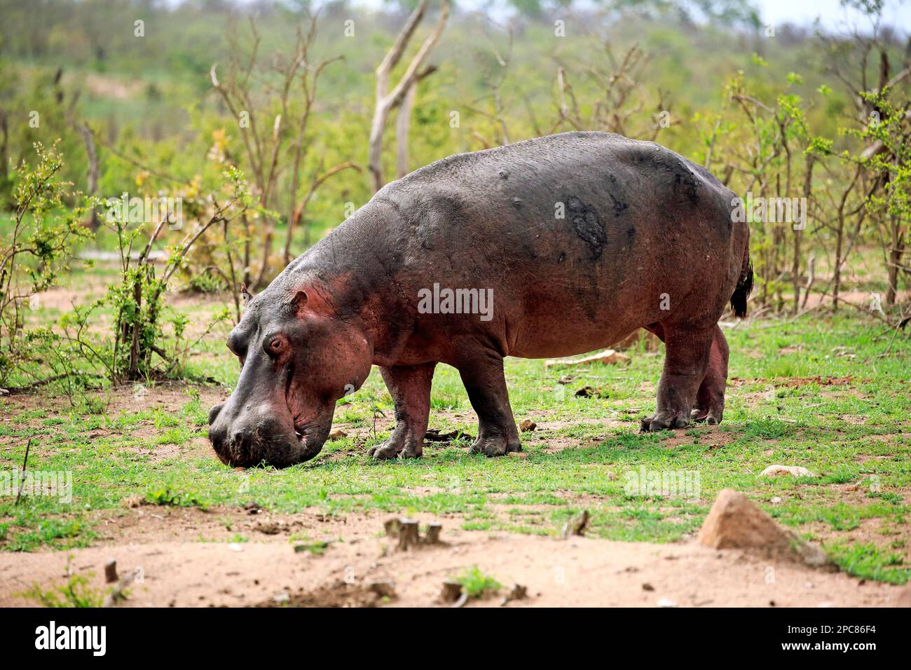 Hippopotame (Hippopotamus amphibius), se nourrissant d'herbe fraîche après la première pluie, Kruger Nationalpark, Afrique du Sud, Afrique Banque D'Images