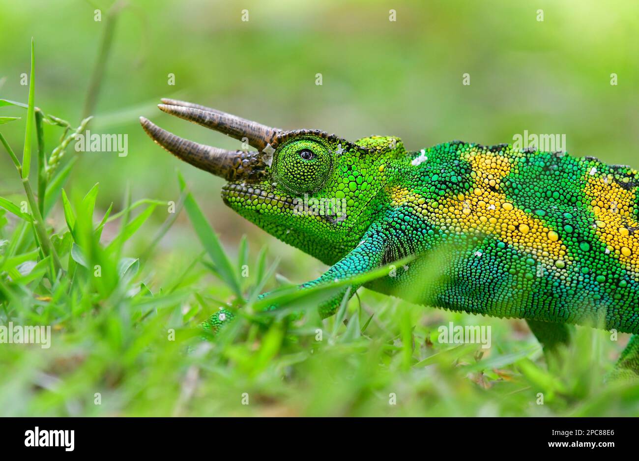 Chameleon de Jackson dans la forêt impénétrable de Bwindi, Ouganda, Afrique de l'est Banque D'Images