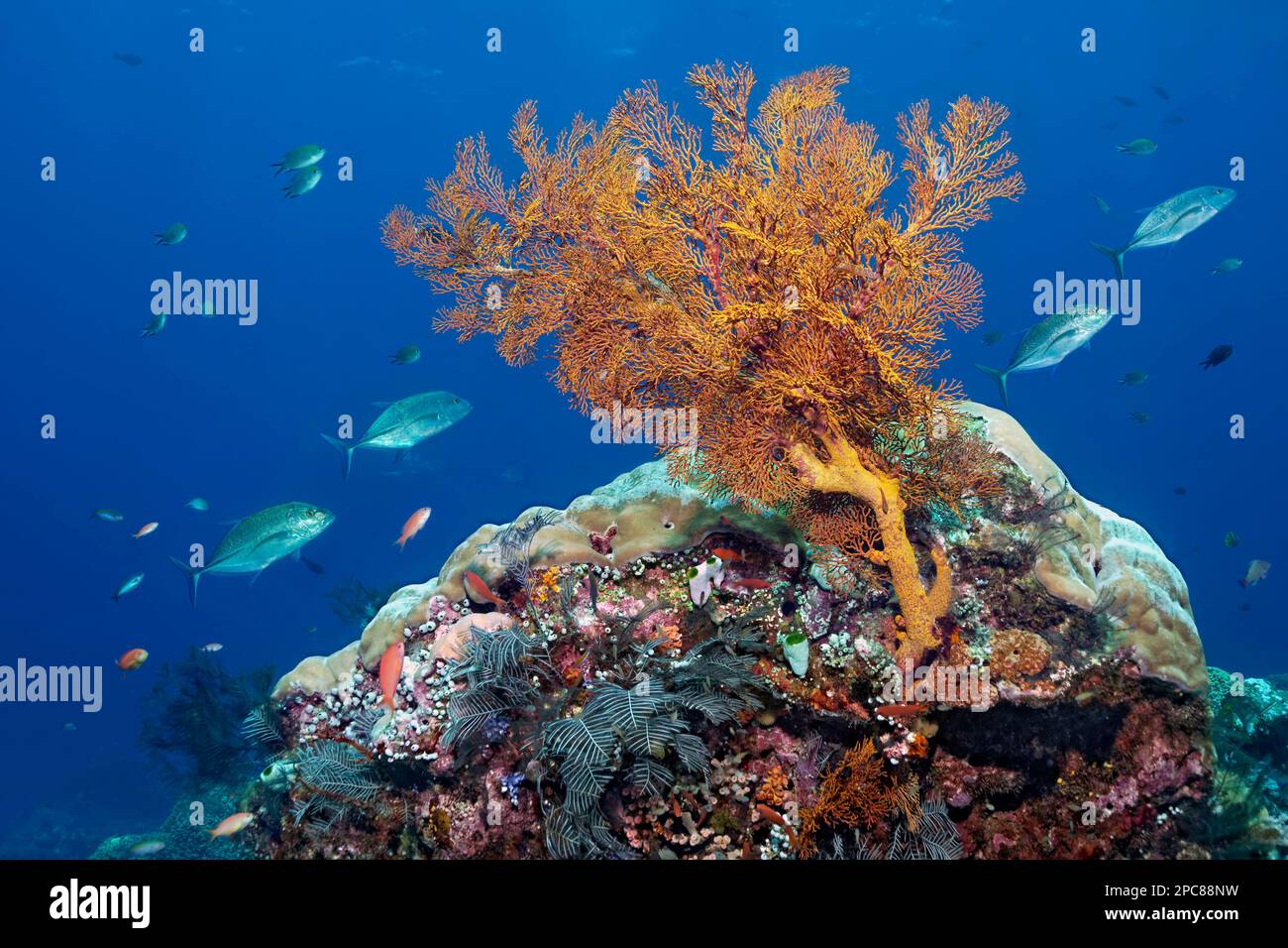 En face du récif corallien avec un éventail de mer noué (Melithaea ochracea), derrière quatre thon rouge (Caranx melampygus), lac Sahu, Océan Pacifique, Komodo Banque D'Images