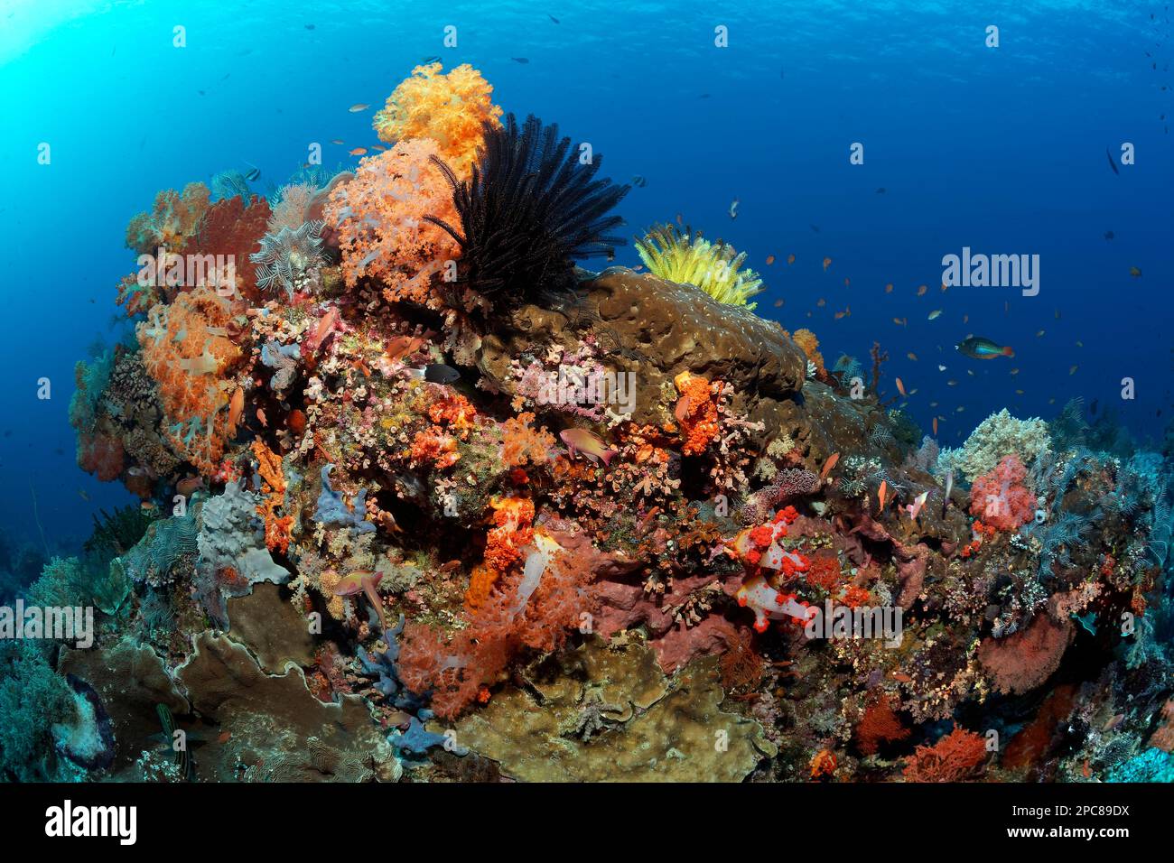 Bloc de corail (Comatulida), grand, surcultivé avec divers coraux pierreux (Hexacorallia) au fond, coraux mous (Alcyonacea), rouge, orange, au sommet Banque D'Images