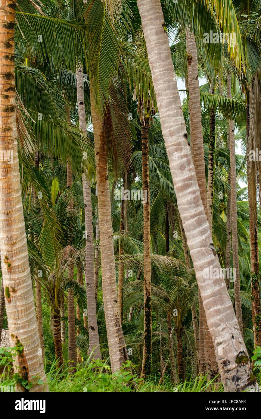 La photo représente un bosquet verdoyant de cocotiers, leurs troncs imposants et leurs frondes en cascade créant une végétation luxuriante au-dessus de la voûte. La vue est tropicale ! Banque D'Images