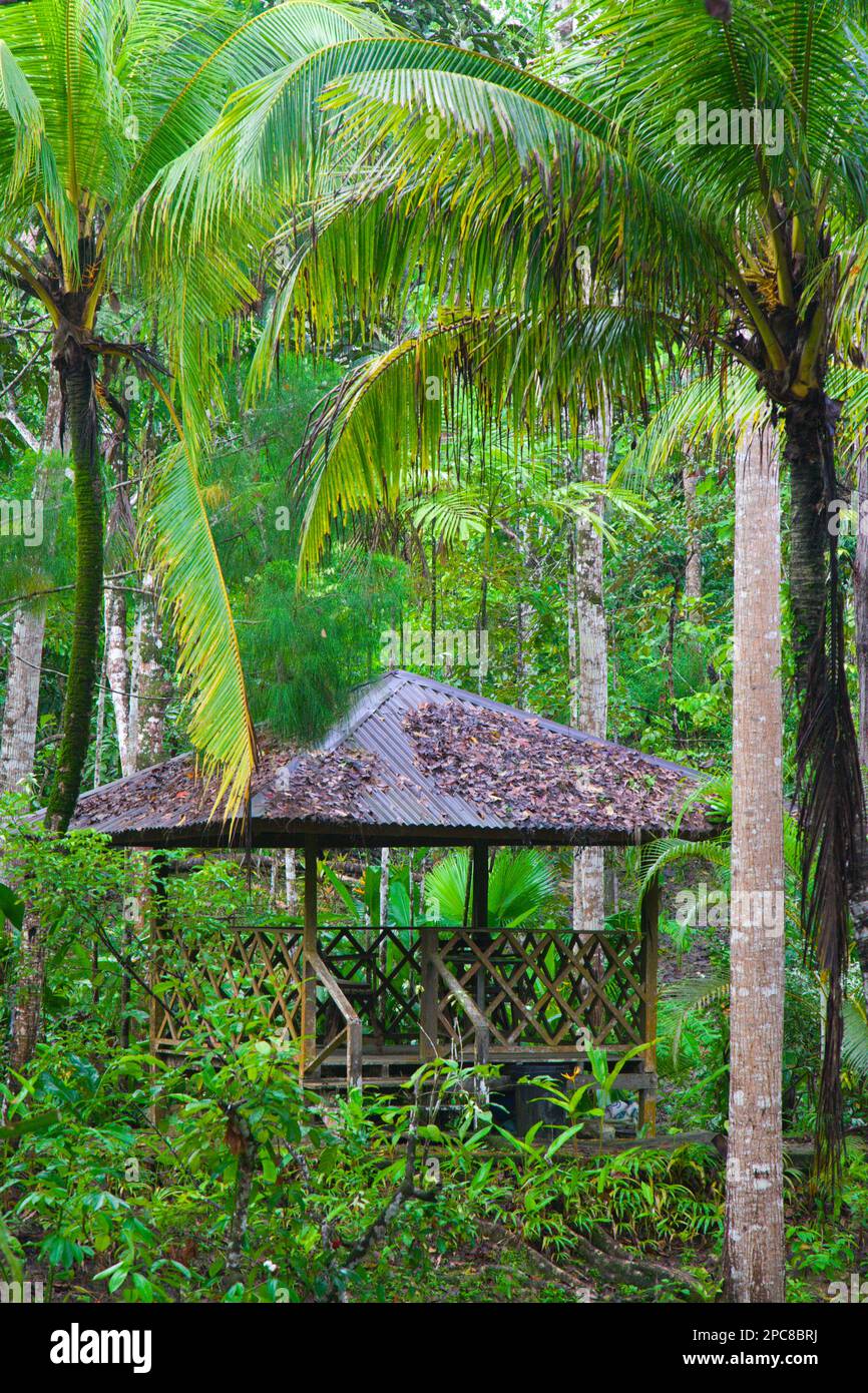 Malaisie, Sabah, Sepilok, Jungle Resort, Banque D'Images