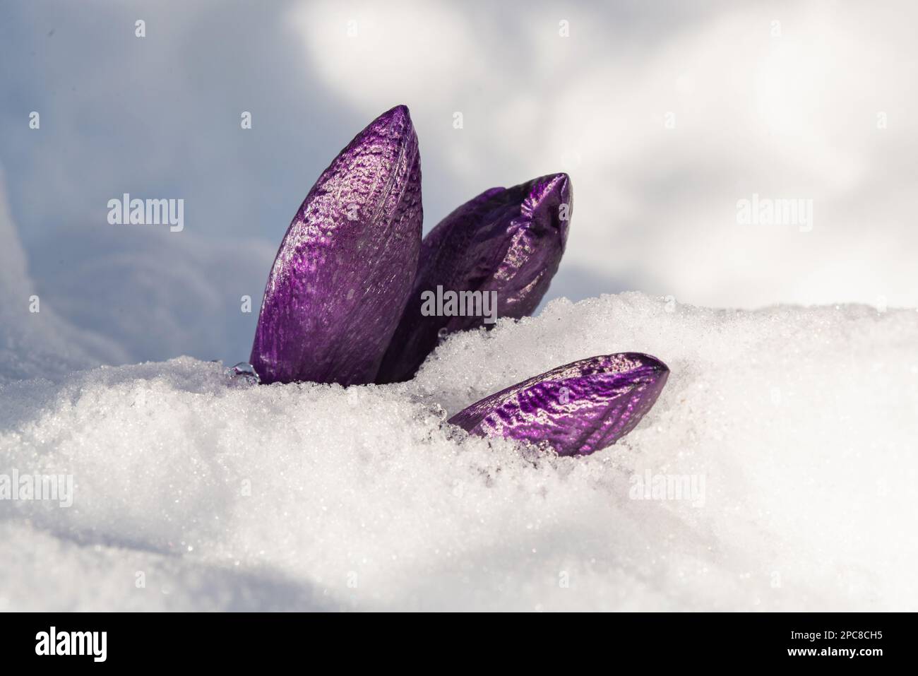 Crocodiles émergeant par la neige, Inverurie, Aberdeenshire, Écosse, Royaume-Uni Banque D'Images