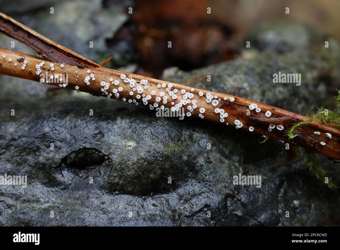 Cephaloscypha mairei, également appelé Flagelloscypha mairei, minuscule champignon de la tasse blanche qui pousse sur des fougères mortes, champignon de Finlande Banque D'Images