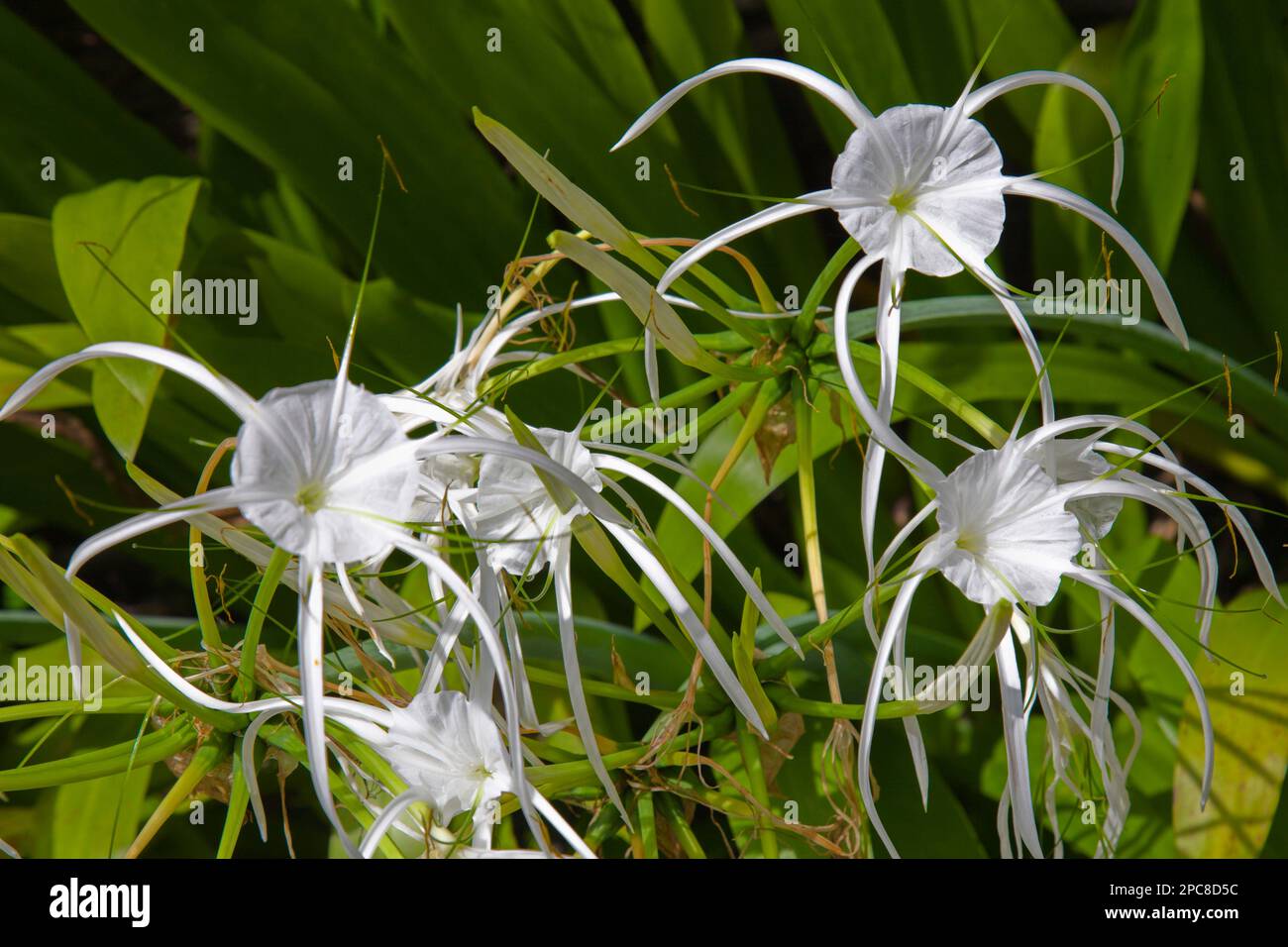 Malaisie, Sabah, Sepilok, forêt tropicale, fleur, Banque D'Images