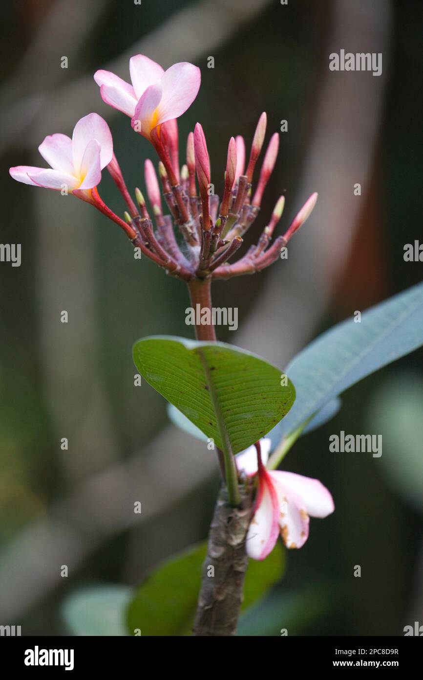 Malaisie, Sabah, Sepilok, forêt tropicale, fleur, Banque D'Images