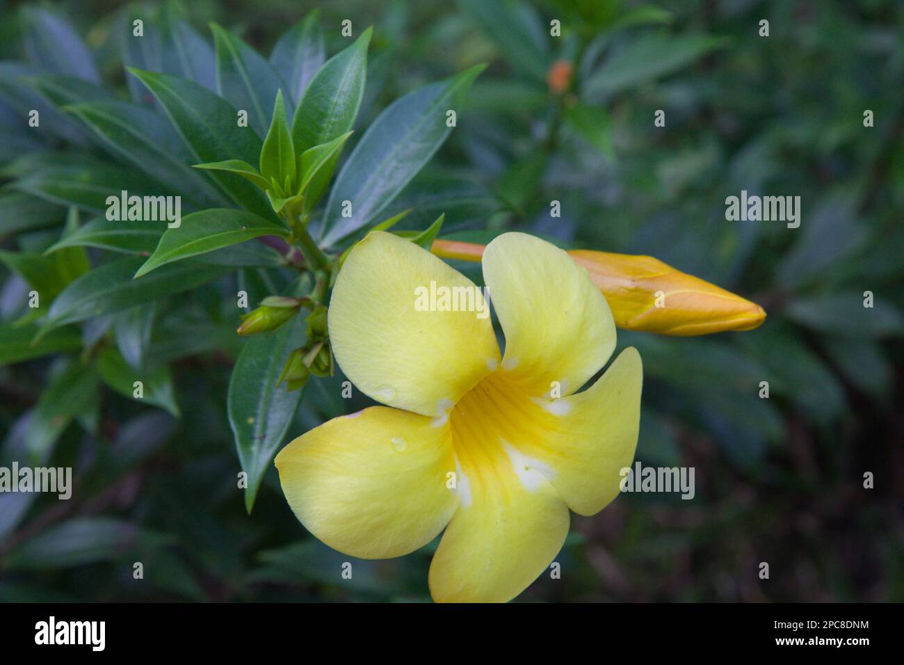 Malaisie, Sabah, Sepilok, forêt tropicale, fleur, Banque D'Images