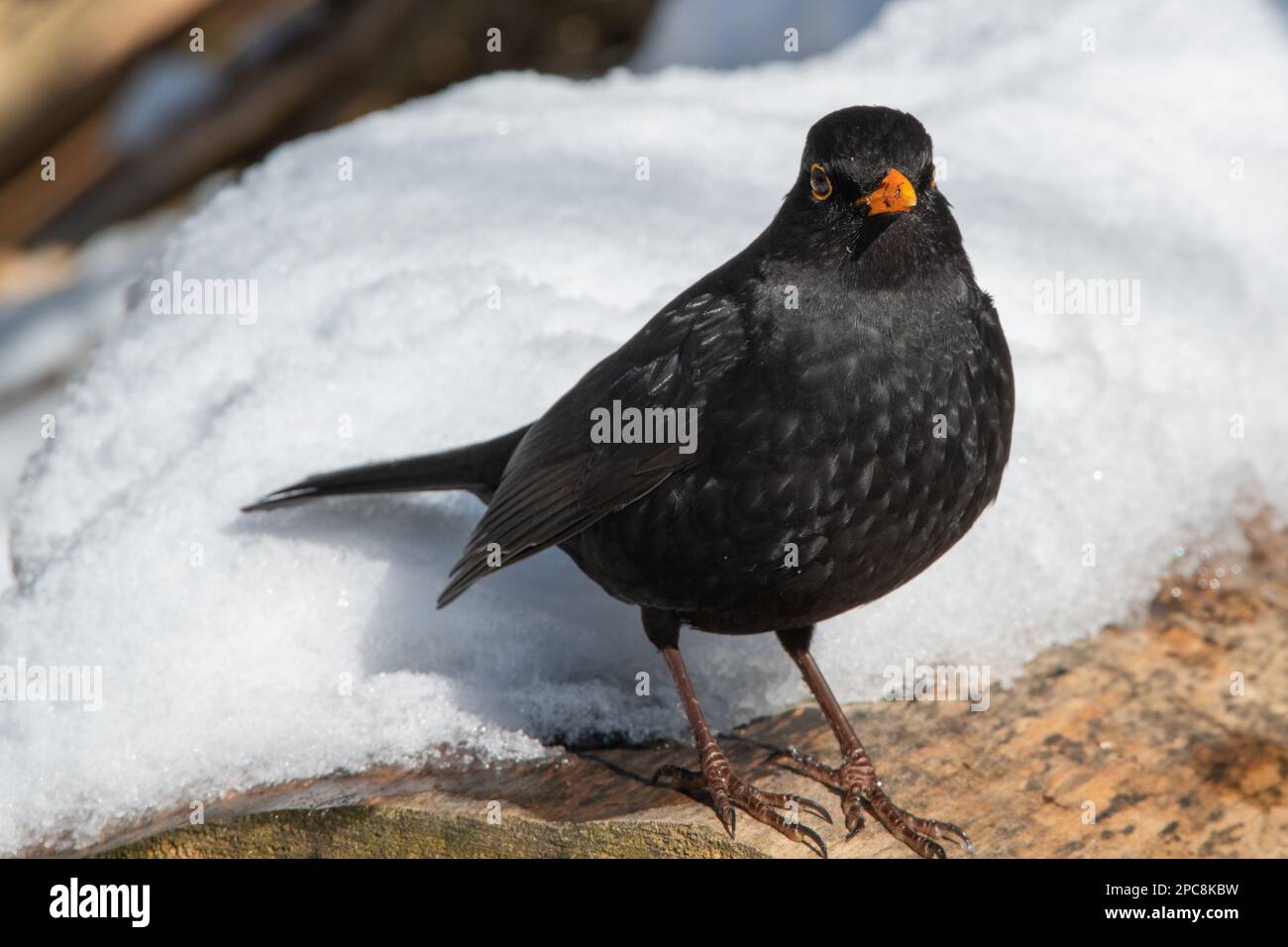 Blackbird (Turdus merula), dans la neige, Château de Fyvie, Aberdeenshire, Écosse, ROYAUME-UNI Banque D'Images