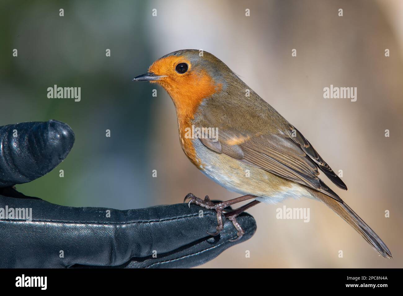 Robin européen (erithacus rubecula) se nourrissant de la main Banque D'Images