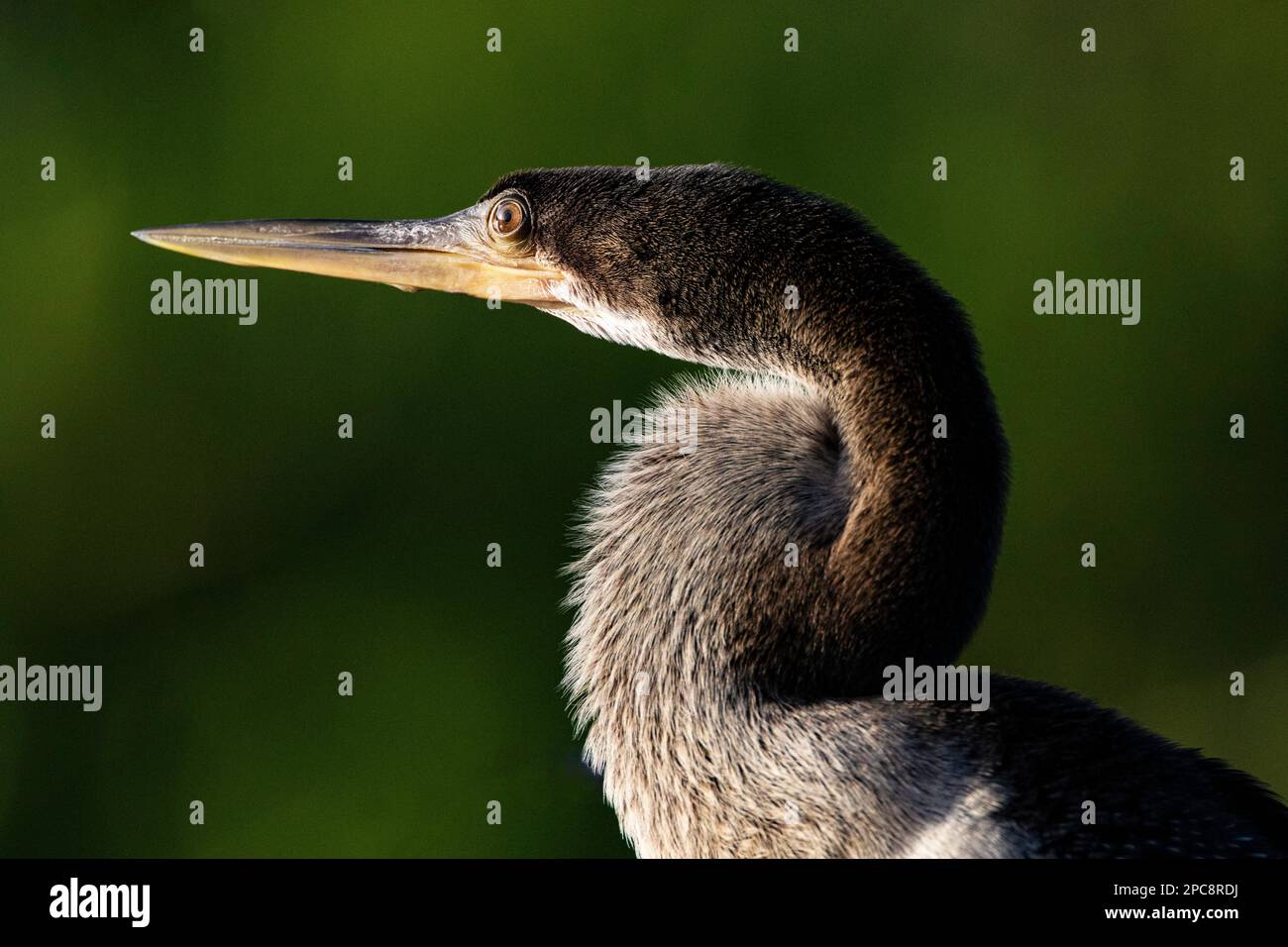 Le portrait d'Ahinga présente un aspect distinctif du cou de serpent spiralé dans les terres humides de Wakodahatchee à Delray Beach, en Floride Banque D'Images