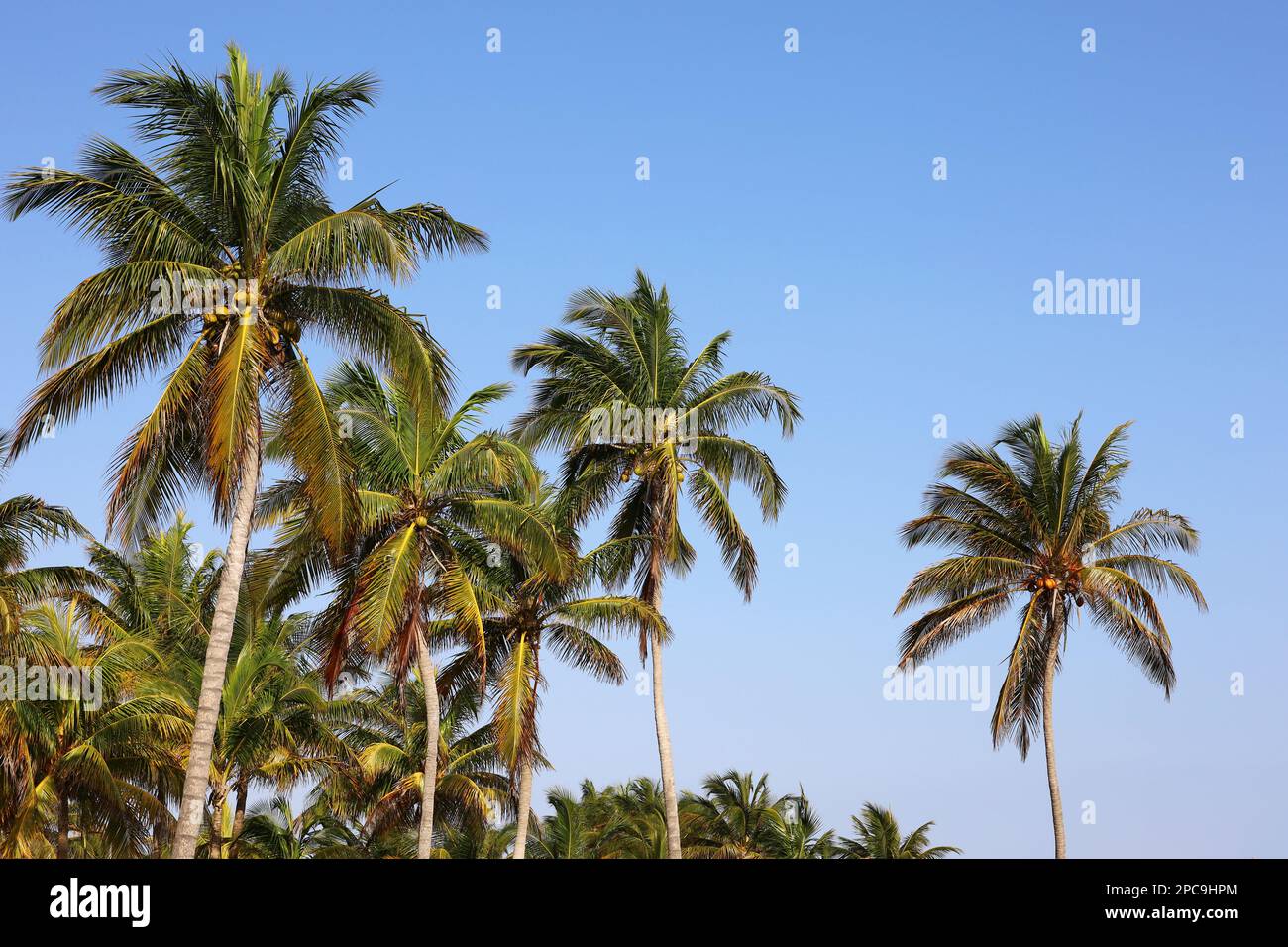 Palmiers à noix de coco sur fond bleu ciel.Plage tropicale, nature paradisiaque Banque D'Images