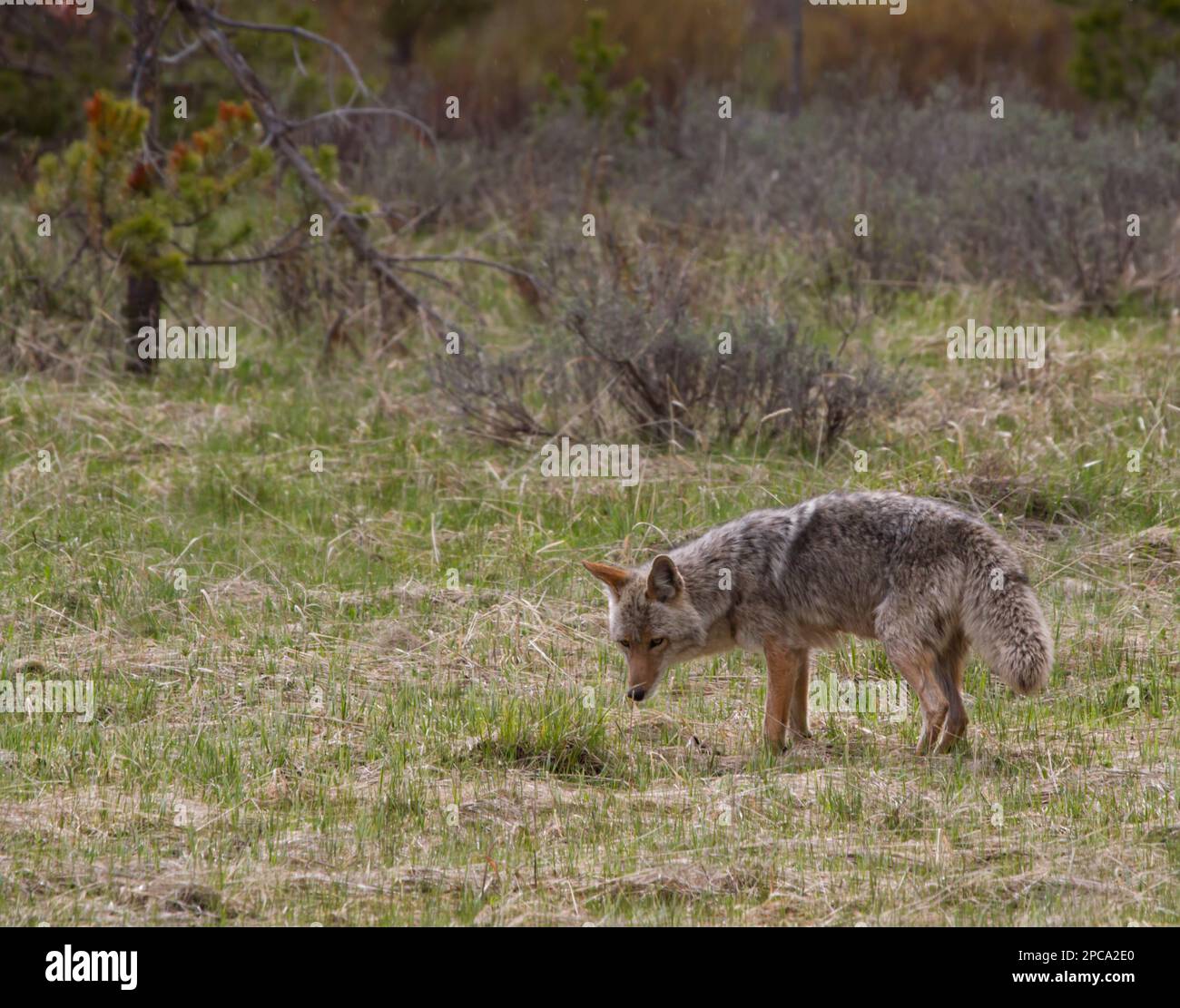 La chasse au Coyote pour la nourriture Banque D'Images