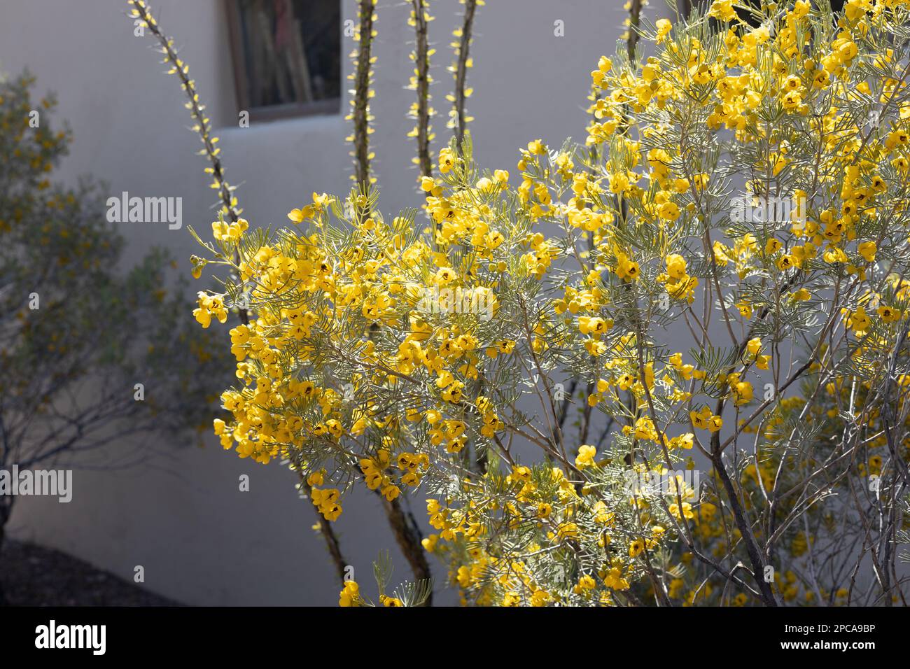 Senna artemisioides - cassia à plumes. Banque D'Images