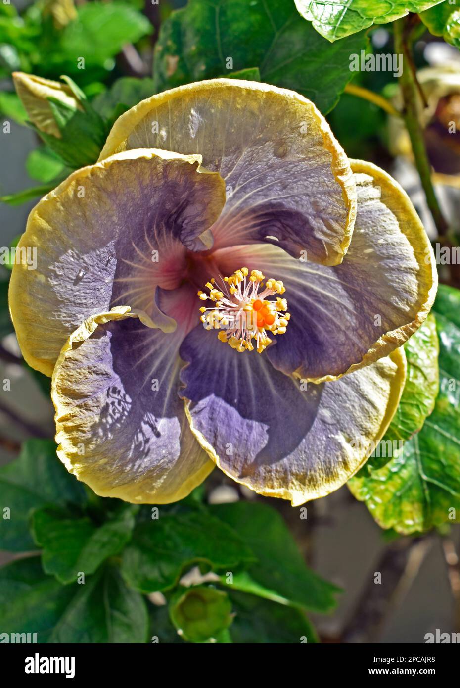Fleurs d'hibiscus lilas et jaunes ouvrant sur le jardin Banque D'Images Fleurs d'hibiscus lilas et jaunes ouvrant sur le jardin Banque D'Images