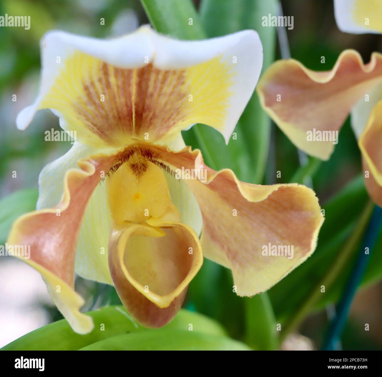 Spectacle d'orchidées au jardin botanique de Cleveland en mars 2023 Banque D'Images