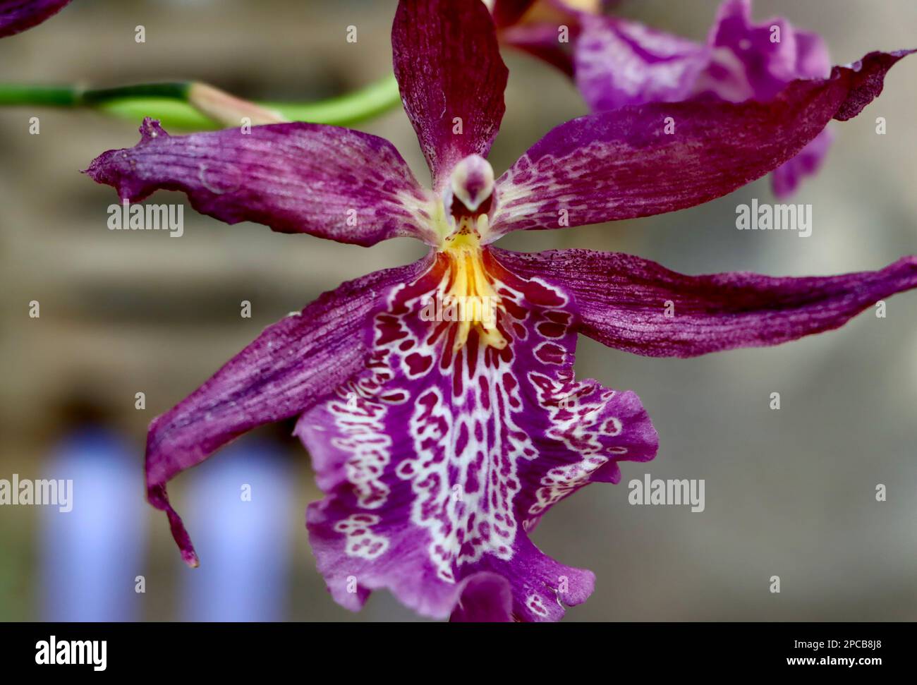 Spectacle d'orchidées au jardin botanique de Cleveland en mars 2023 Banque D'Images