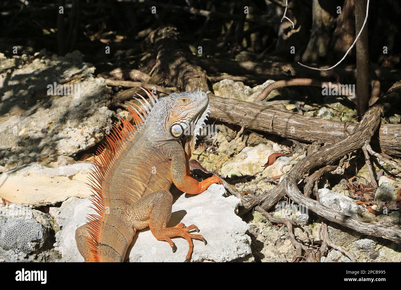 Iguana se prélassant sur le rocher - Floride Banque D'Images