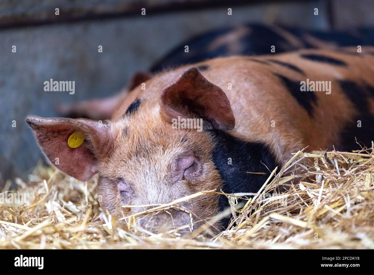 Jeunes porcs dormant et se reposant dans un lit de paille. North Yorkshire, Royaume-Uni. Banque D'Images