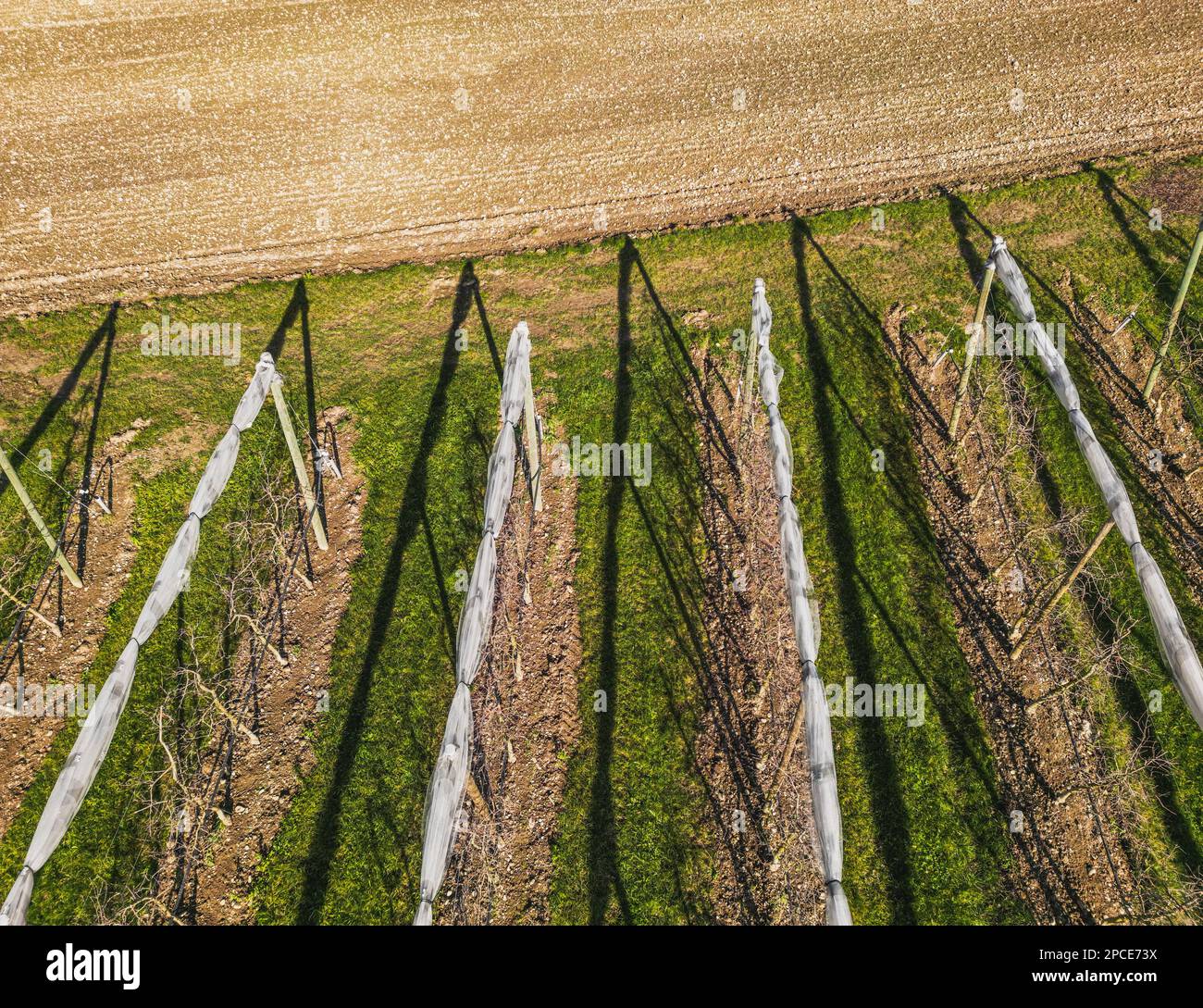 Vue aérienne du verger avec pommiers au coucher du soleil. Les champs sont couverts d'un filet de grêle. Magnifique paysage de campagne extérieure depuis le drone vi Banque D'Images