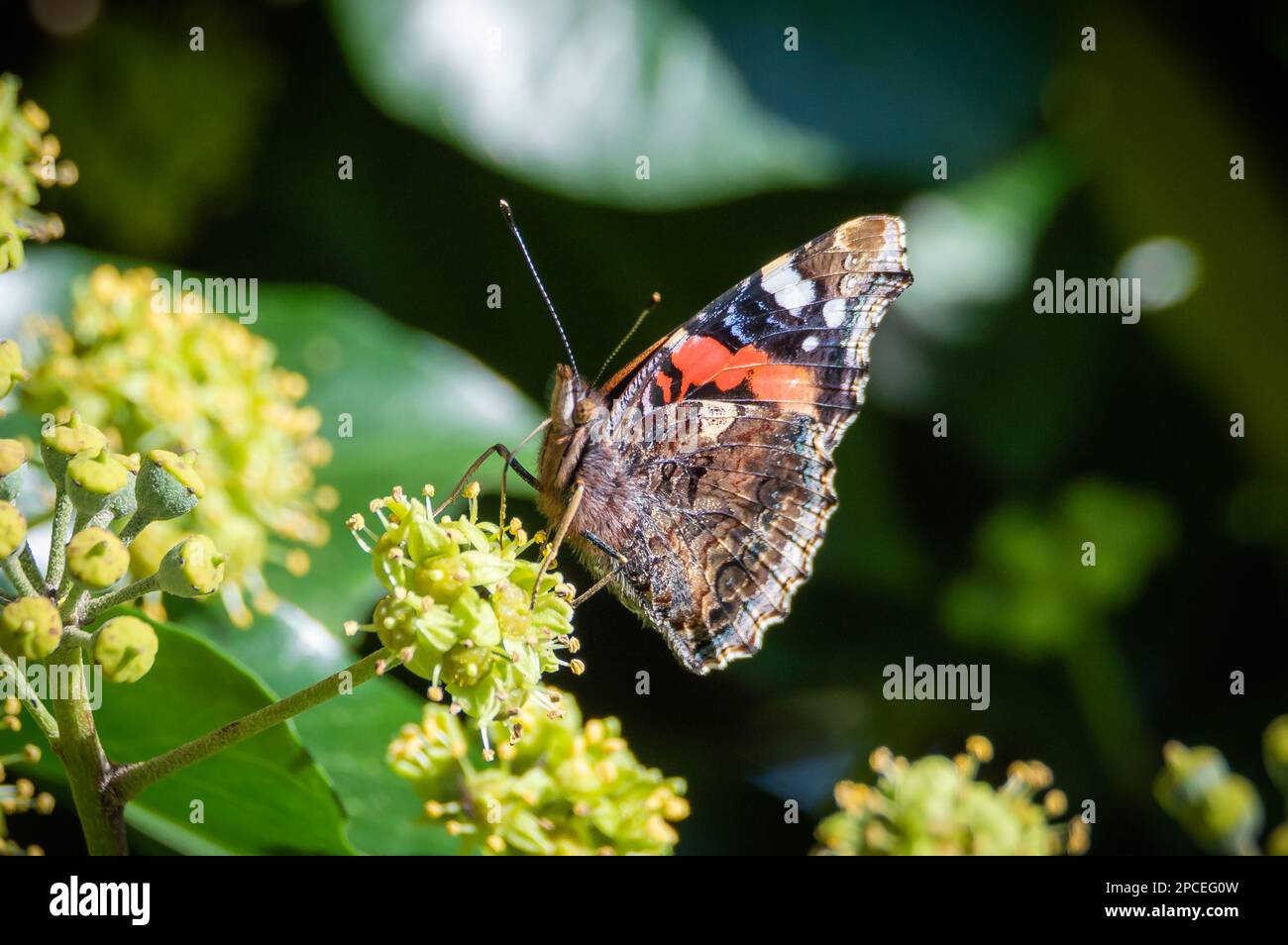 Papillon amiral rouge avec ailes sur des fleurs de lierre Banque D'Images