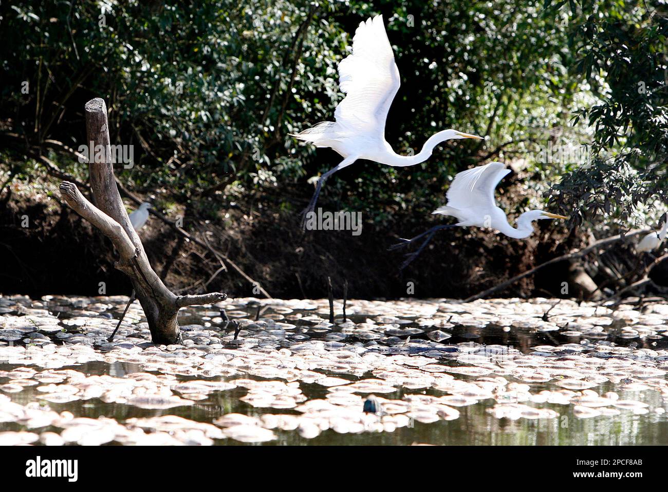 Herons fly over thousands of dead fish at the Sinos river in Porto Alegre, Brazil, on Monday, Oct 9, 2006. Local authorities say thousands of fish have died, but have not given any reason for the tragedy but suspect pollution was a cause. (AP Photo/Nabor Goulart) Banque D'Images