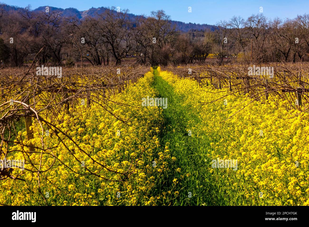 Wilde Mustard Grass in the Vineyards, Napa Vally, California Frogs Leap Winery Banque D'Images