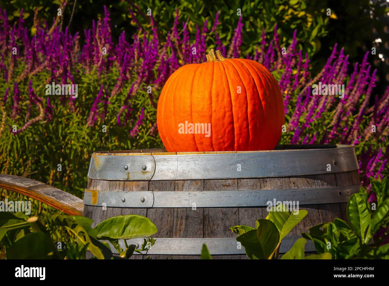 Citrouille sur Wine Barrel Banque D'Images
