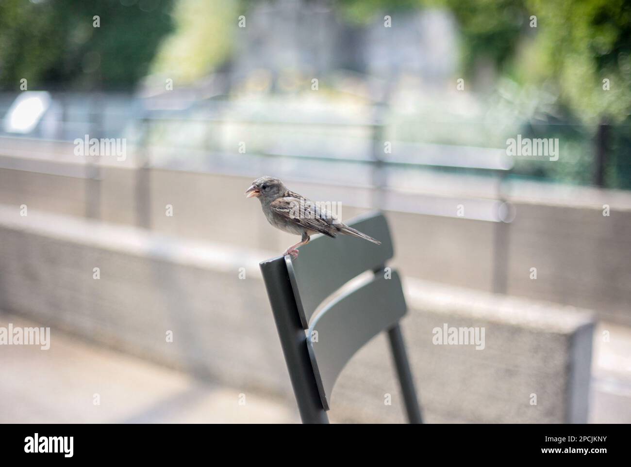 Petit oiseau assis sur une chaise Photo Stock - Alamy