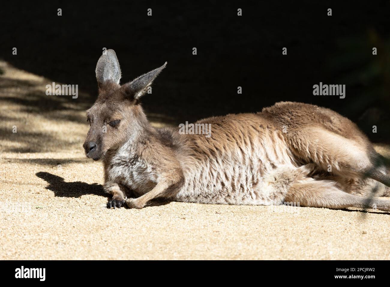 Adulte, kangourou gris, se prélassant au soleil de l'après-midi Banque D'Images