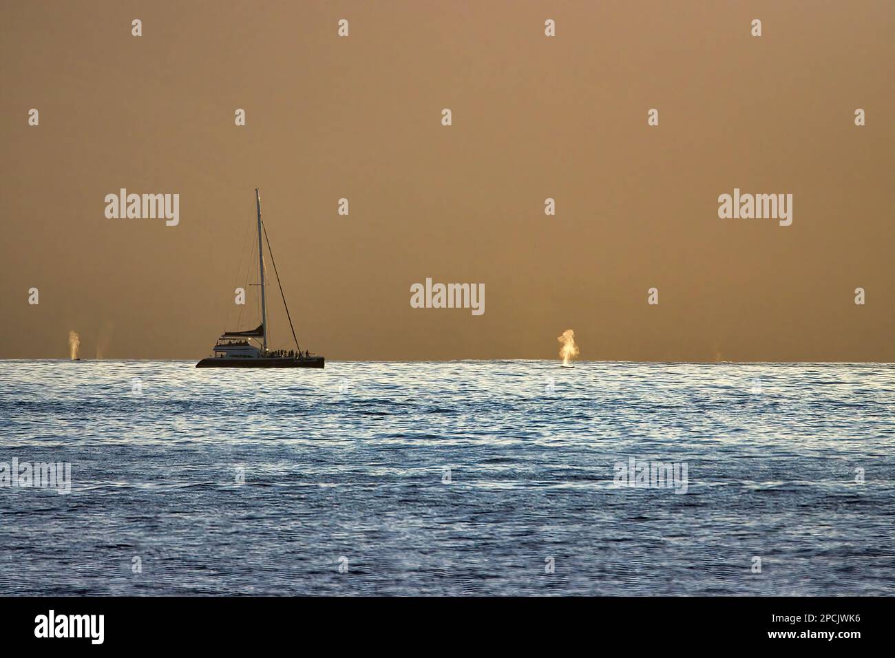 Bateau d'observation des baleines au coucher du soleil avec des baleines. Banque D'Images