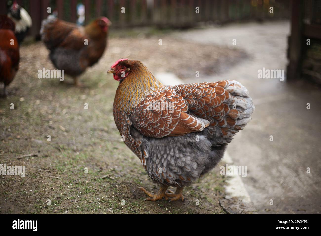 Magnifique poulet sur une ferme Banque D'Images