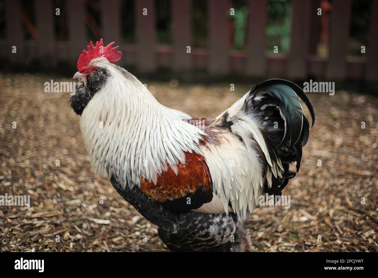 Magnifique poulet sur une ferme Banque D'Images
