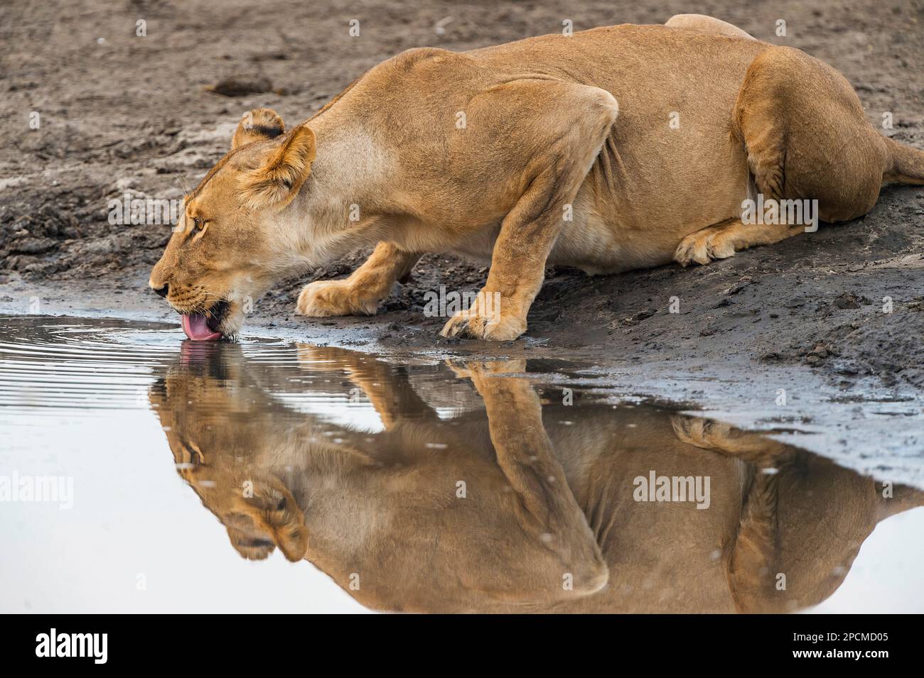 Une fierté de lion, Panther Leo, buvant dans un trou d'eau dans le parc national de Hwange au Zimbabwe. Banque D'Images