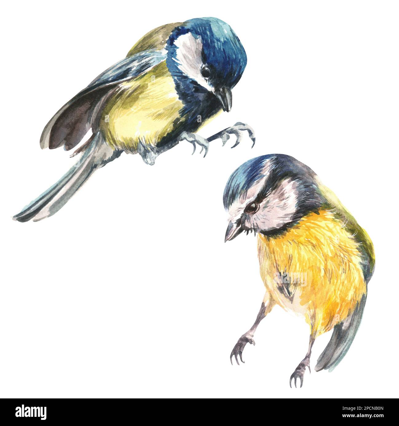 Oiseau Dessin Realiste