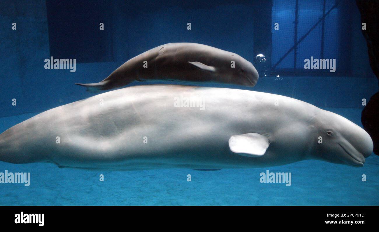 Puiji, a 20 year-old beluga whale, swims with her new calf Thursday, Aug. 3, 2006, at the Shedd Aquarium in Chicago. The estimated five and a half foot long, 125-pound male calf was born on Monday, July 17, 2006 at the aquarium. Puiji and her calf will not be on public display for at least a month. (AP Photo/M. Spencer Green) Banque D'Images
