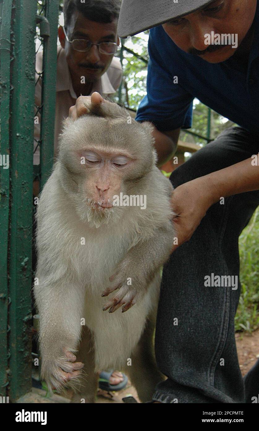 An endangered Assamese Macaque monkey is placed into a cage by zoo officials after it was rescued in Gauhati, India, Saturday, July 29, 2006. The Macaque was rescued from a goldsmith who allegedly used it to steal ornaments from people. (AP Photo/ Anupam Nath) Banque D'Images