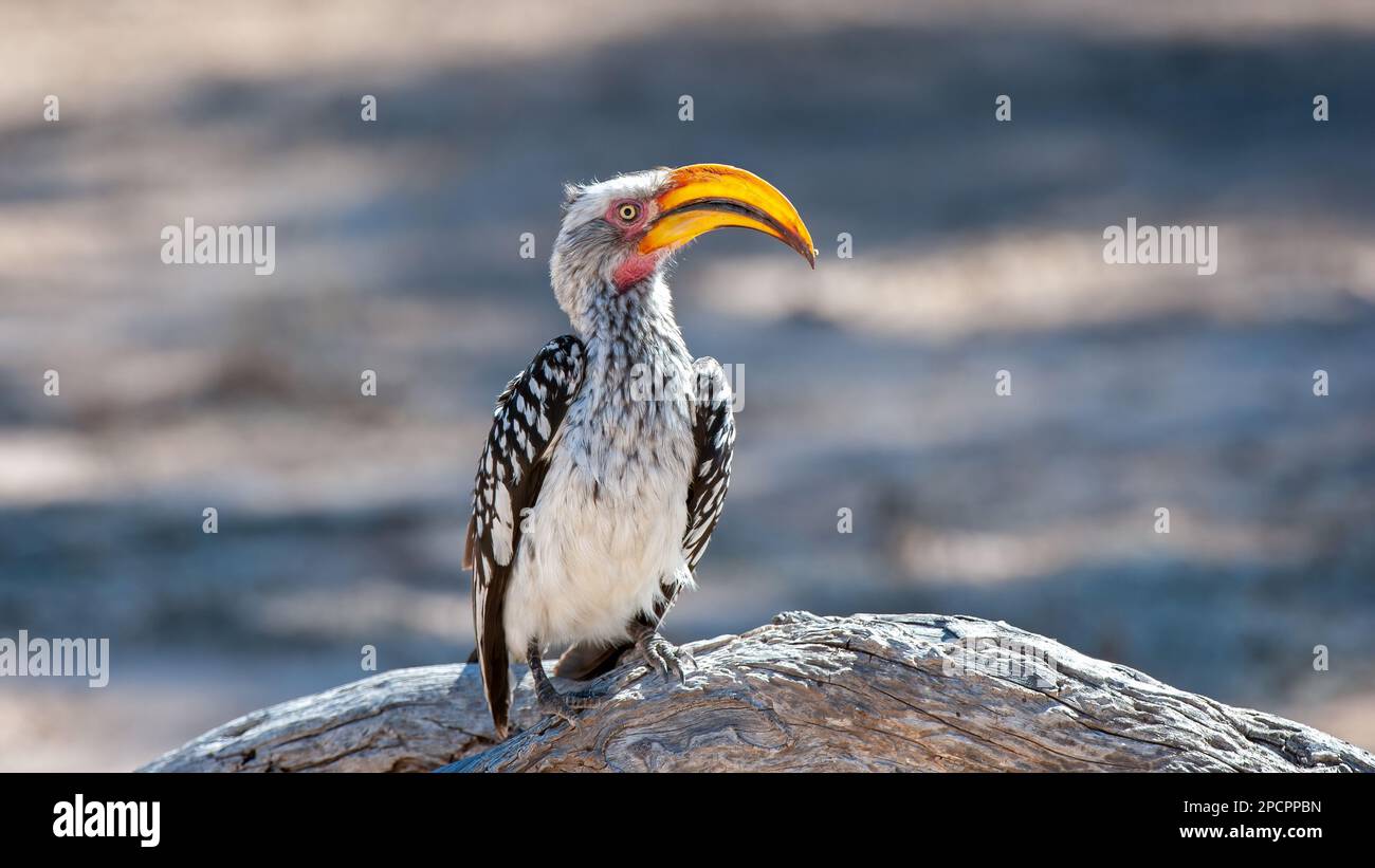 Hornbill à bec jaune du Sud (Tockus leucomelas) Parc transfrontalier Kgalagadi, Afrique du Sud Banque D'Images