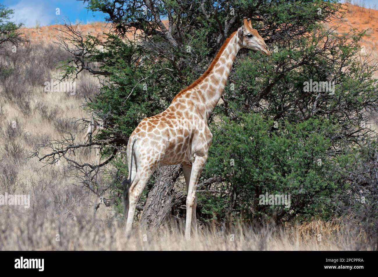 Giraffe (Giraffa camelopaardalis) Parc transfrontalier de Kgalagadi, Afrique du Sud Banque D'Images