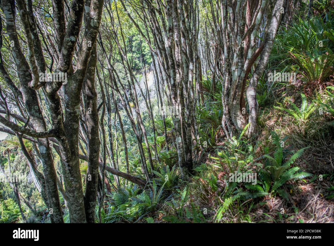 La forêt le long d'une partie de la piste Rakiura dans l'île Stewart, Aotearoa Nouvelle-Zélande. Banque D'Images