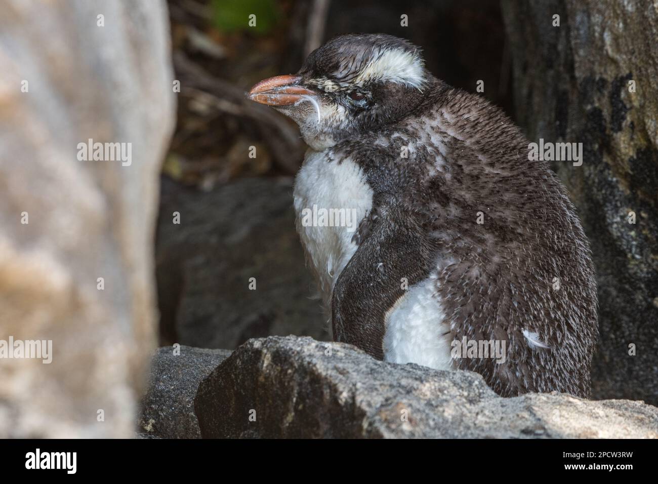 Pingouin à crête du Fiordland (Eudyptes pachyrhynchus) oiseau endémique d'Aotearoa, Nouvelle-Zélande. Banque D'Images