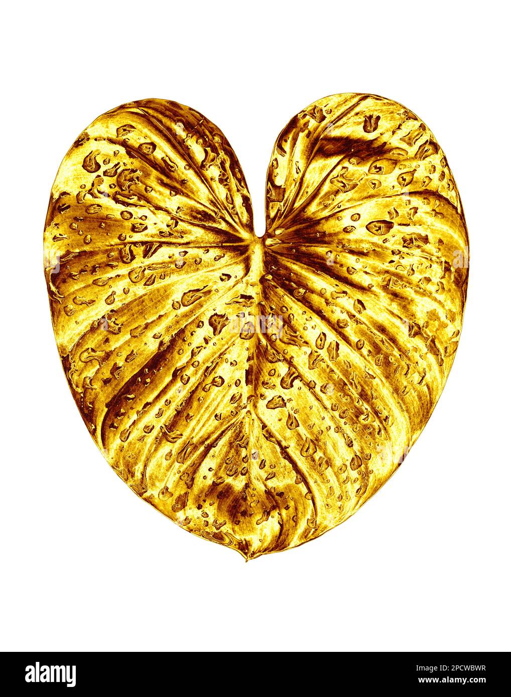 Feuille d'or, gouttes d'eau fond blanc isolé gros plan, feuilles d'or, feuillage de métal jaune, illustration pétale, élément décoratif de conception de plante Banque D'Images