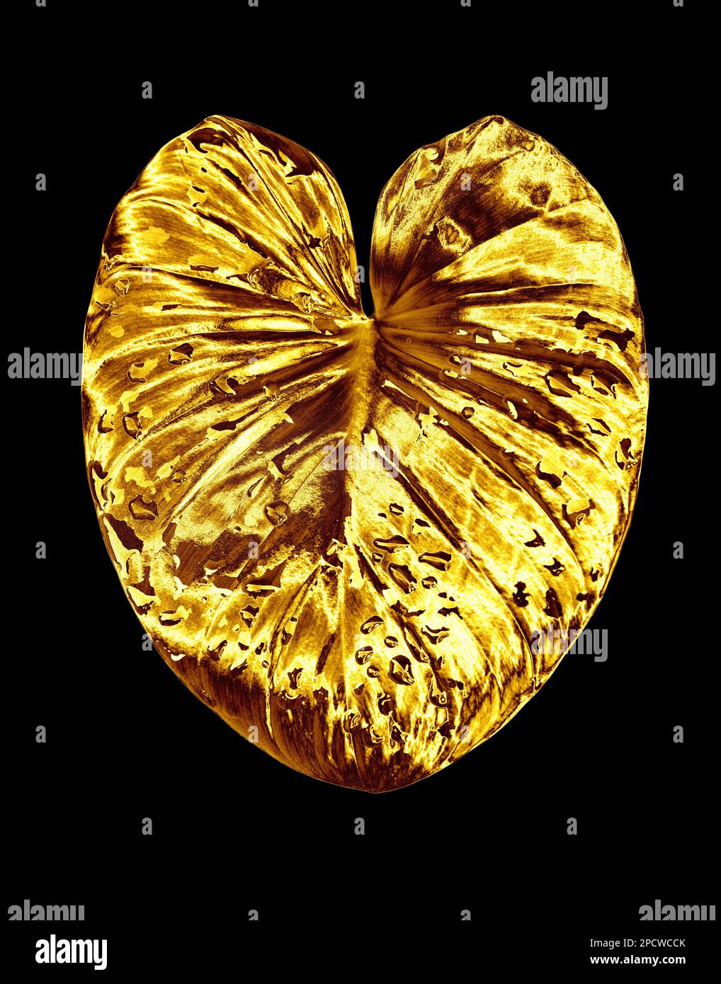 Feuille dorée, gouttes d'eau fond noir isolé, feuilles d'or, feuillage métallique jaune, illustration pétale, élément décoratif de conception de plantes Banque D'Images