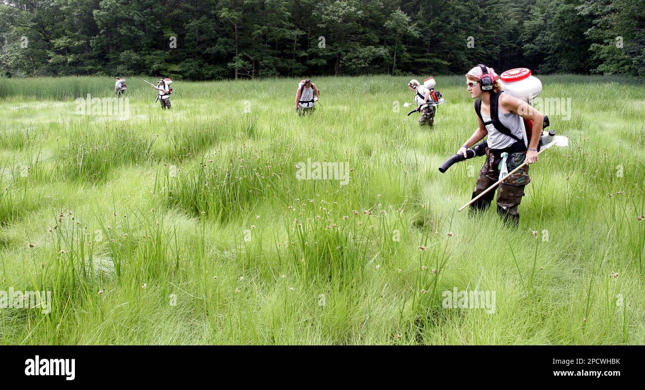 ** ADVANCE FOR WEEKEND, July 1-2 ** Jessica Goldman, right, and workers from Dragon Mosquito Control spray a marsh to kill millions of mosquito larvae Thursday, June 29, 2006, in Stratham, N.H. A new mosquito-control law that takes effect Saturday will help towns pay for the cost to combat West Nile virus and Eastern equine encephalitis, which people get by being bitten by infected mosquitoes. (AP Photo/Jim Cole) Banque D'Images